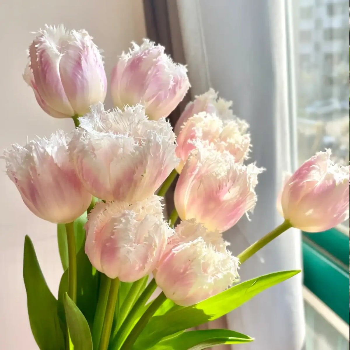 Tulip 'Rebecca' Seeds