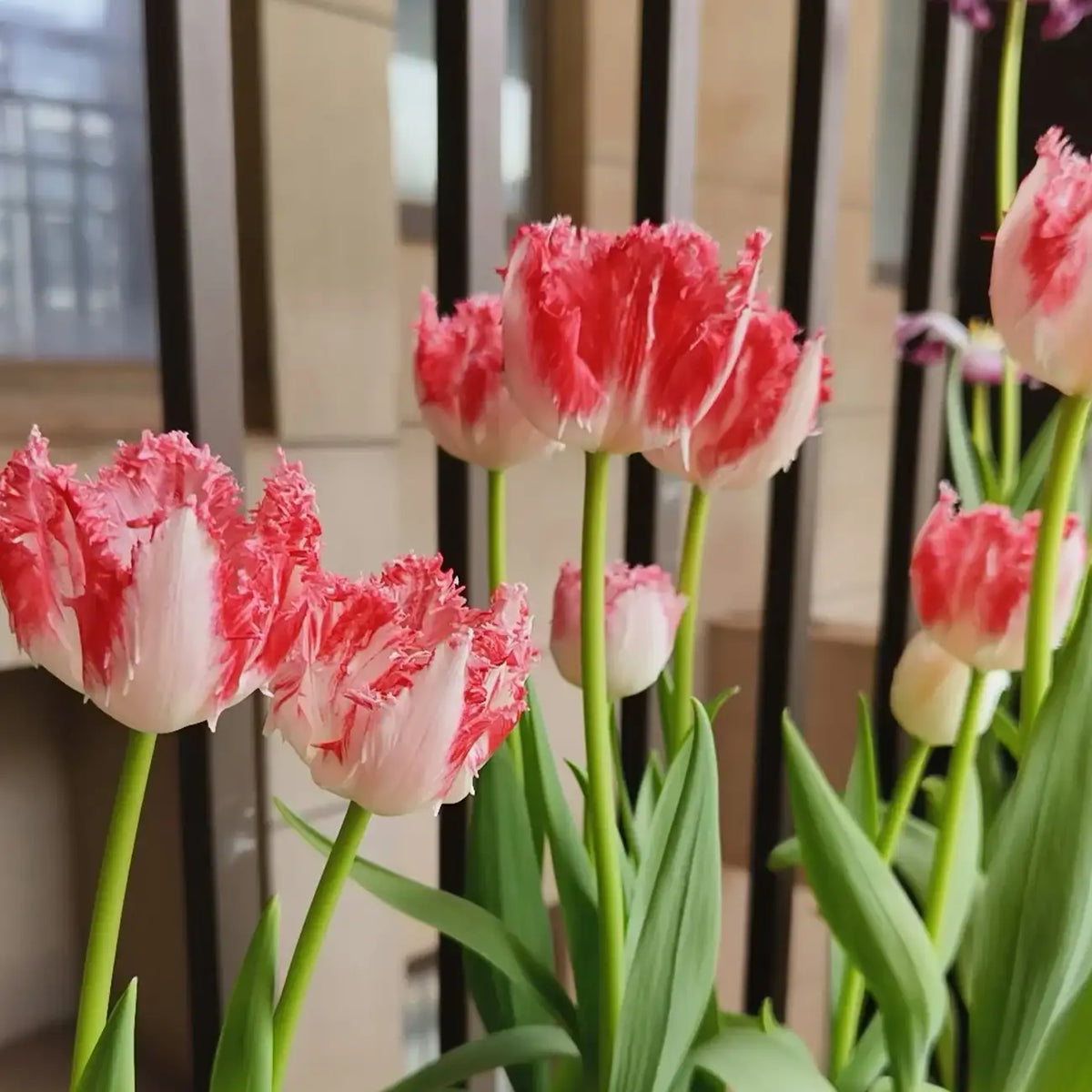 Tulip 'Riga' Seeds