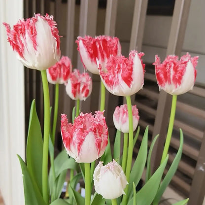 Tulip 'Riga' Seeds