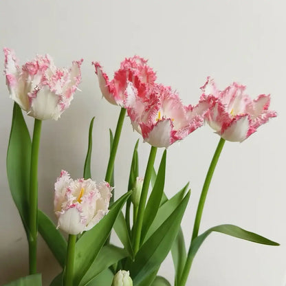 Tulip 'Riga' Seeds