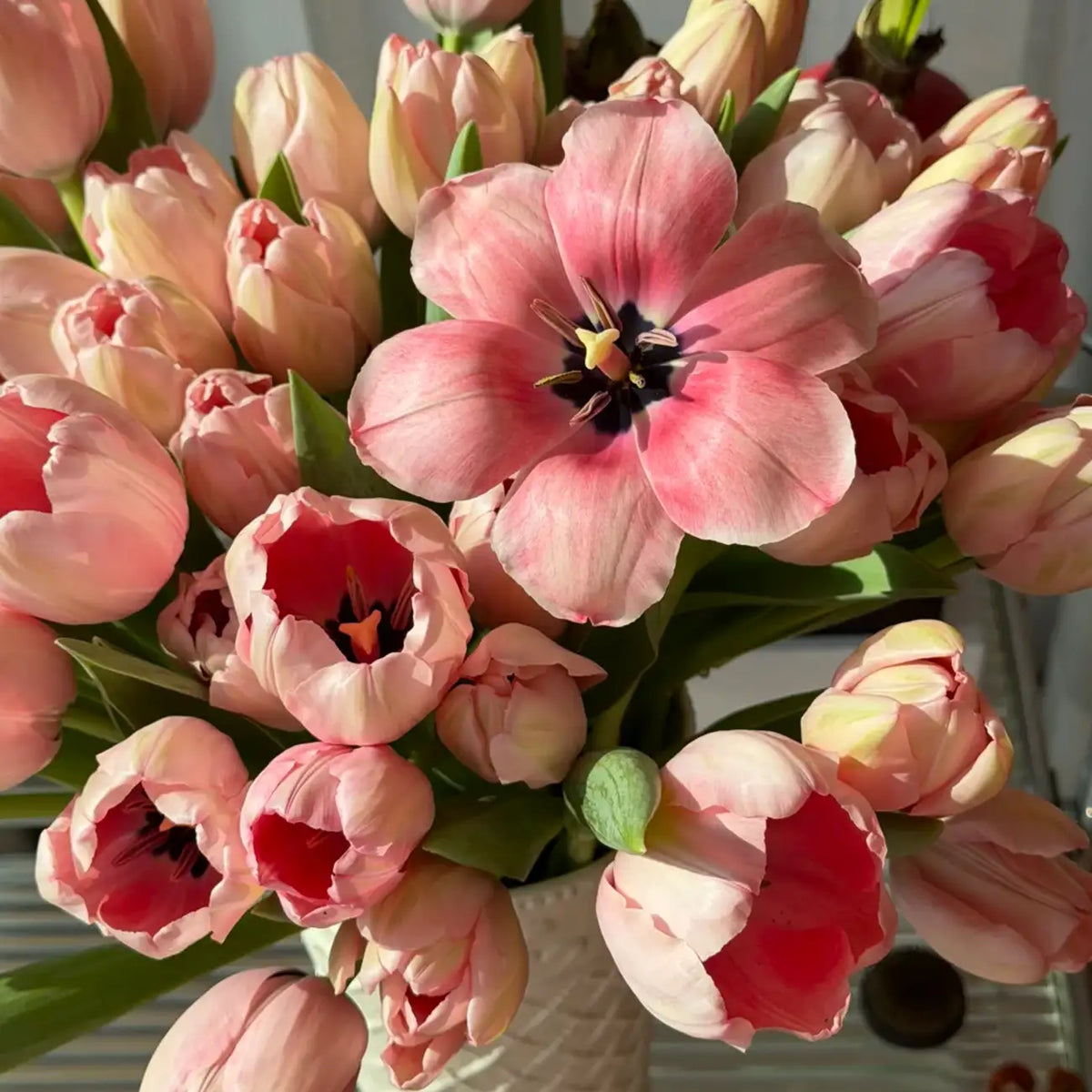 Tulip 'Salmon' Seeds