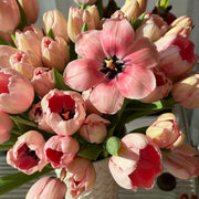 Tulip 'Salmon' Seeds