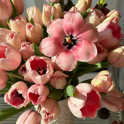 Tulip 'Salmon' Seeds
