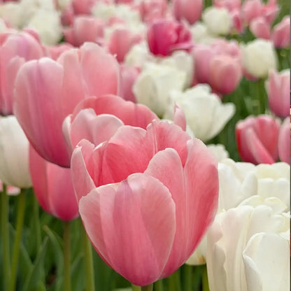 Tulip 'Salmon' Seeds