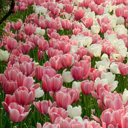 Tulip 'Salmon' Seeds