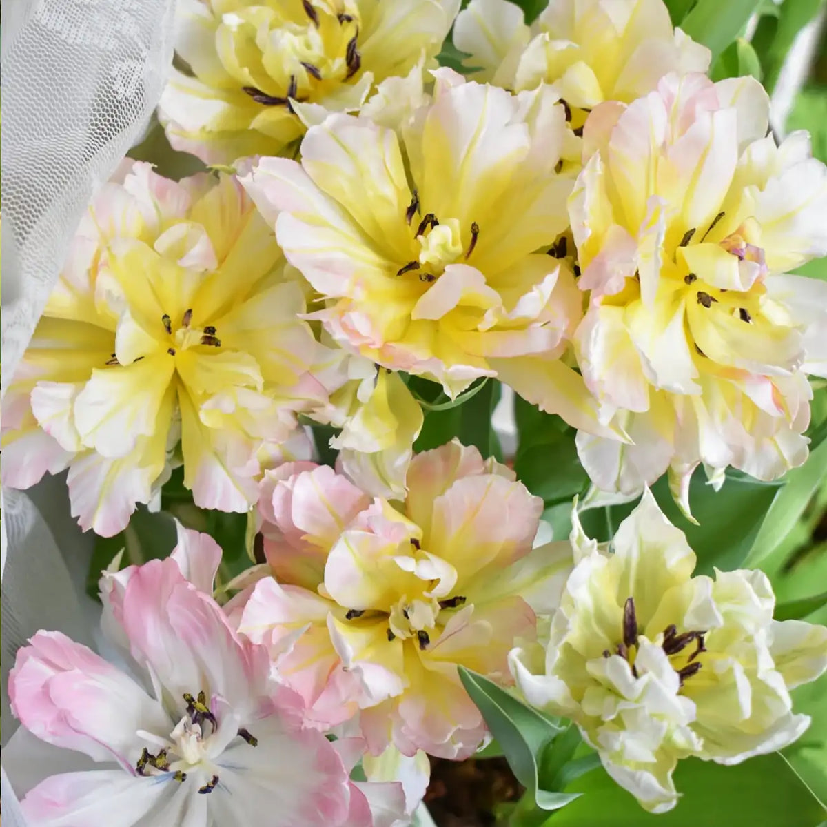 Tulip 'Secret Whisper' Seeds