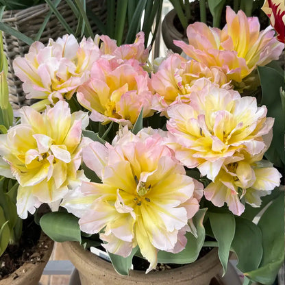Tulip 'Secret Whisper' Seeds