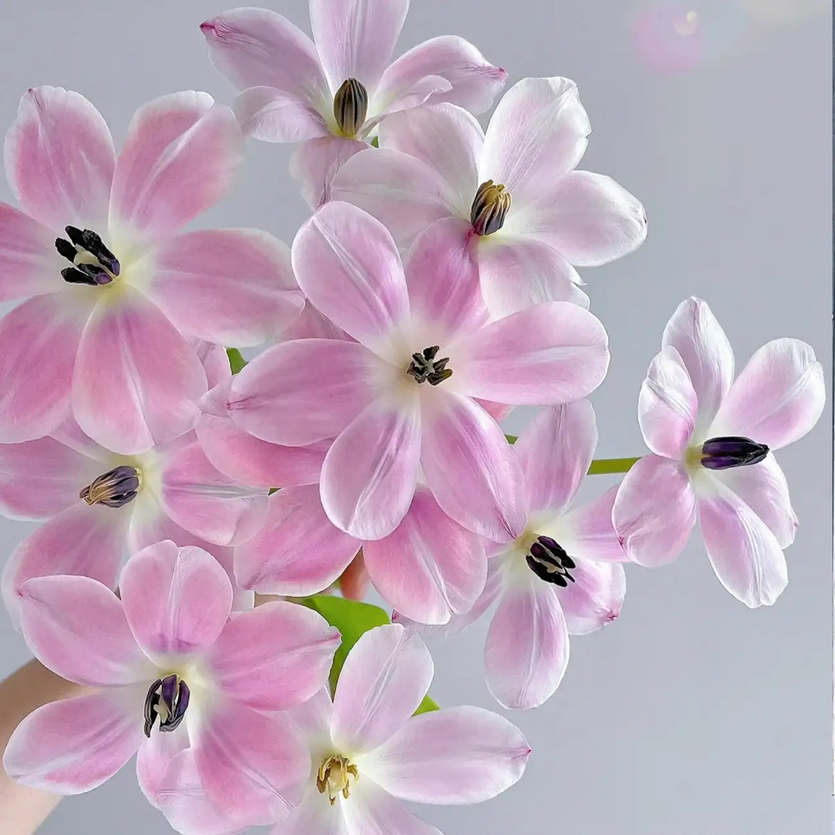 Tulip 'Shade Silhouette' Seeds