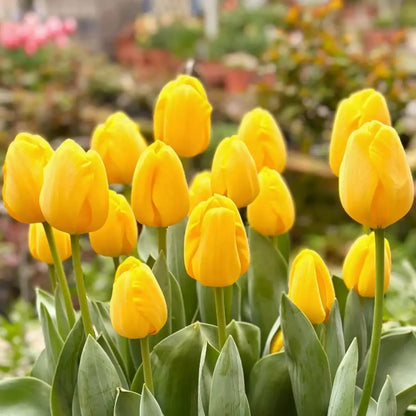 Tulip 'Shine' Seeds