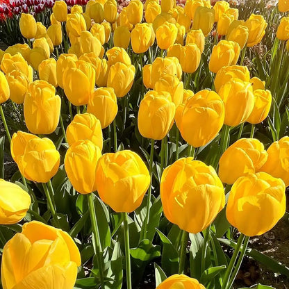 Tulip 'Shine' Seeds