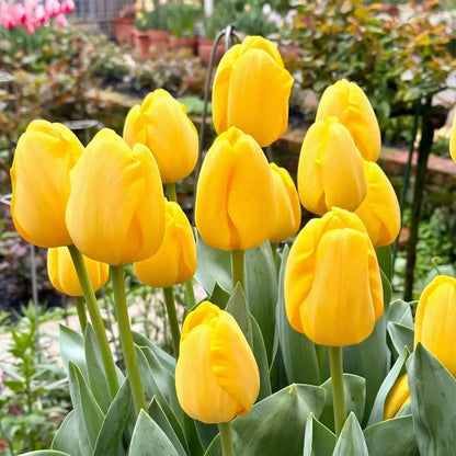 Tulip 'Shine' Seeds