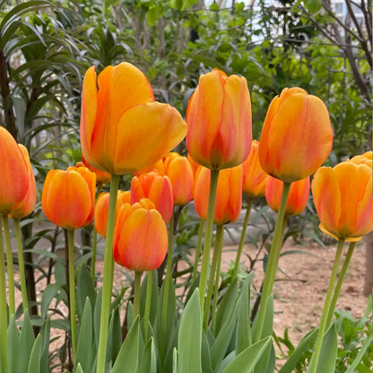 Tulip 'Shy Apollo' Seeds