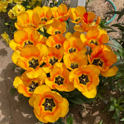 Tulip 'Shy Apollo' Seeds