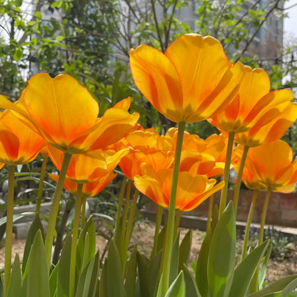 Tulip 'Shy Apollo' Seeds