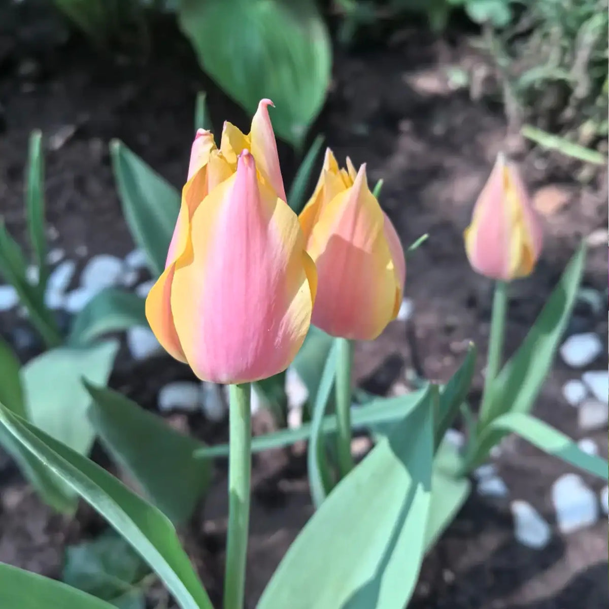 Tulip 'Shy Miss' Seeds