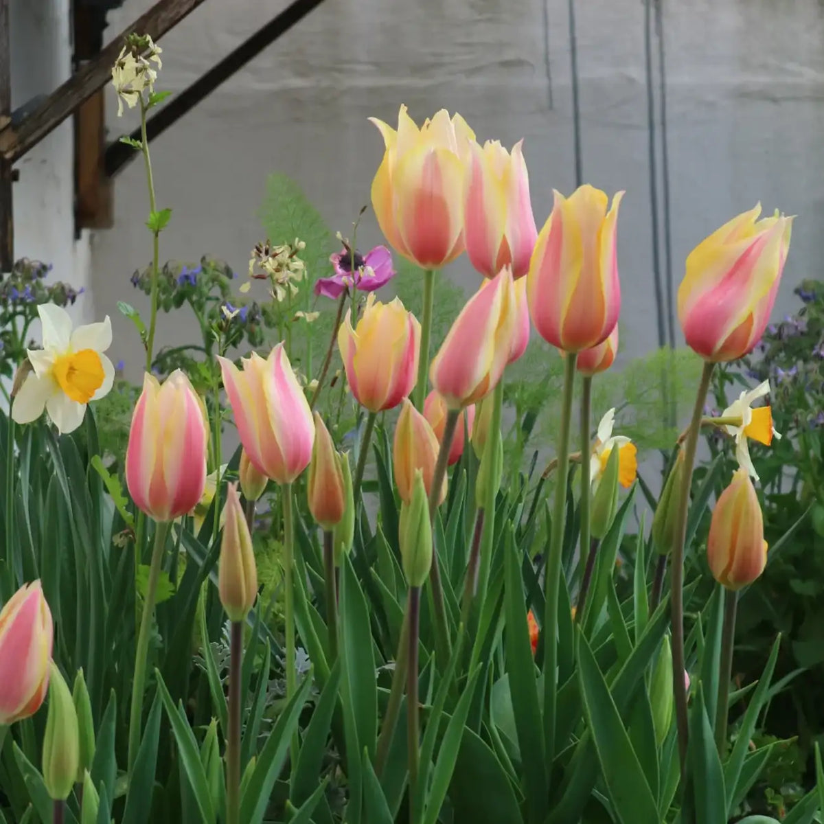 Tulip 'Shy Miss' Seeds
