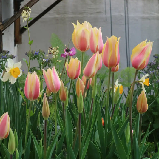 Tulip 'Shy Miss' Seeds