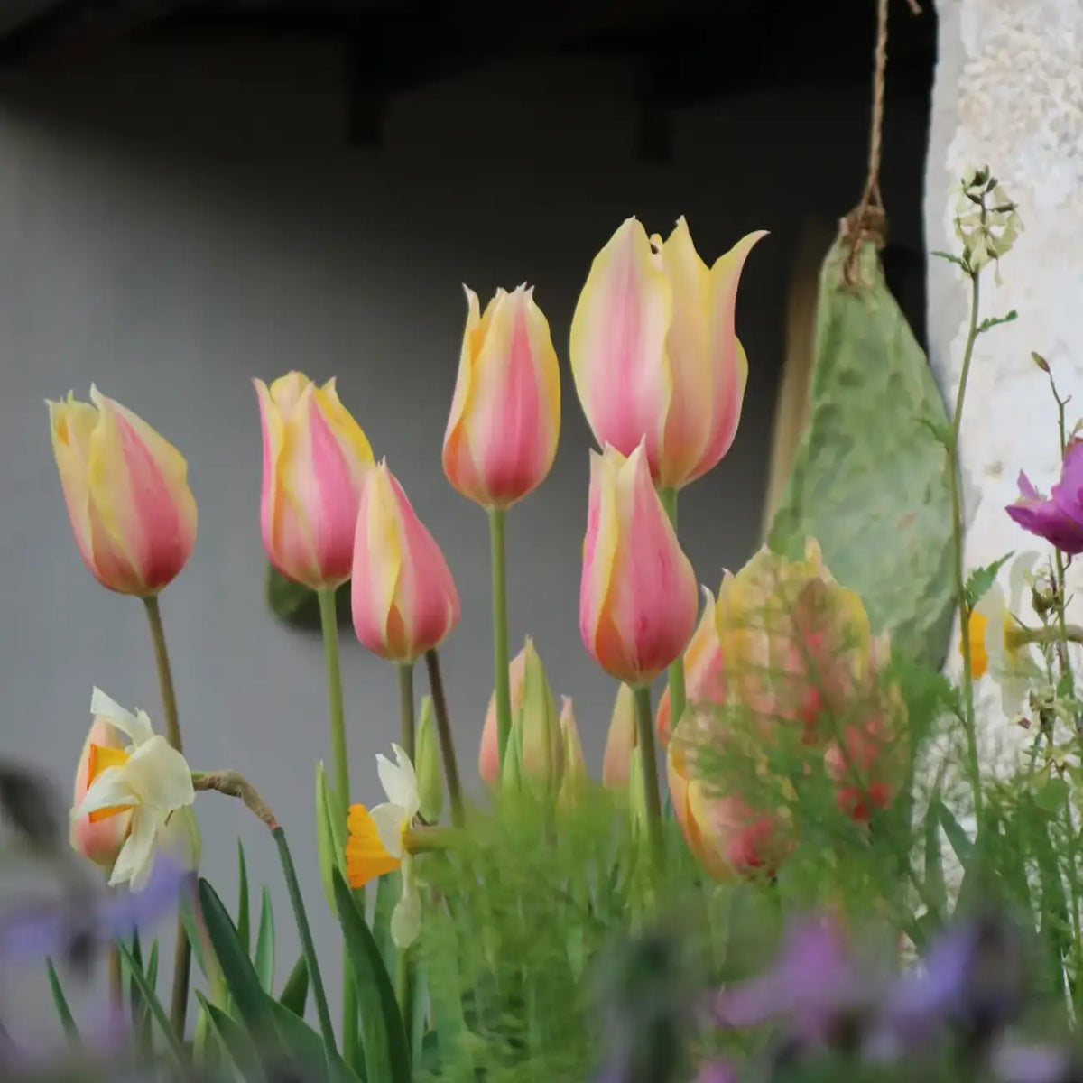 Tulip 'Shy Miss' Seeds