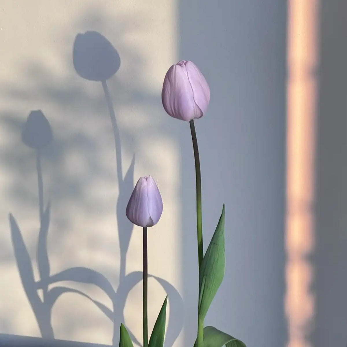 Tulip 'Silver Cloud' Seeds