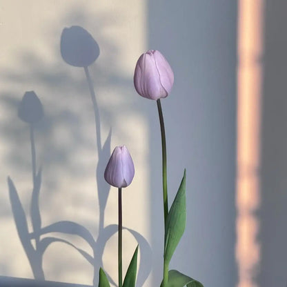 Tulip 'Silver Cloud' Seeds