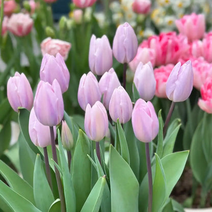 Tulip 'Silver Cloud' Seeds