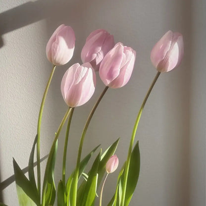 Tulip 'Silver Cloud' Seeds