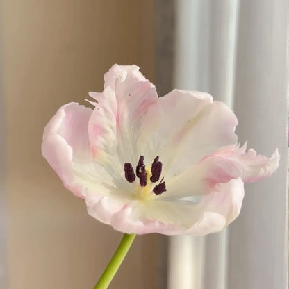 Tulip 'Silver Parrot' Seeds