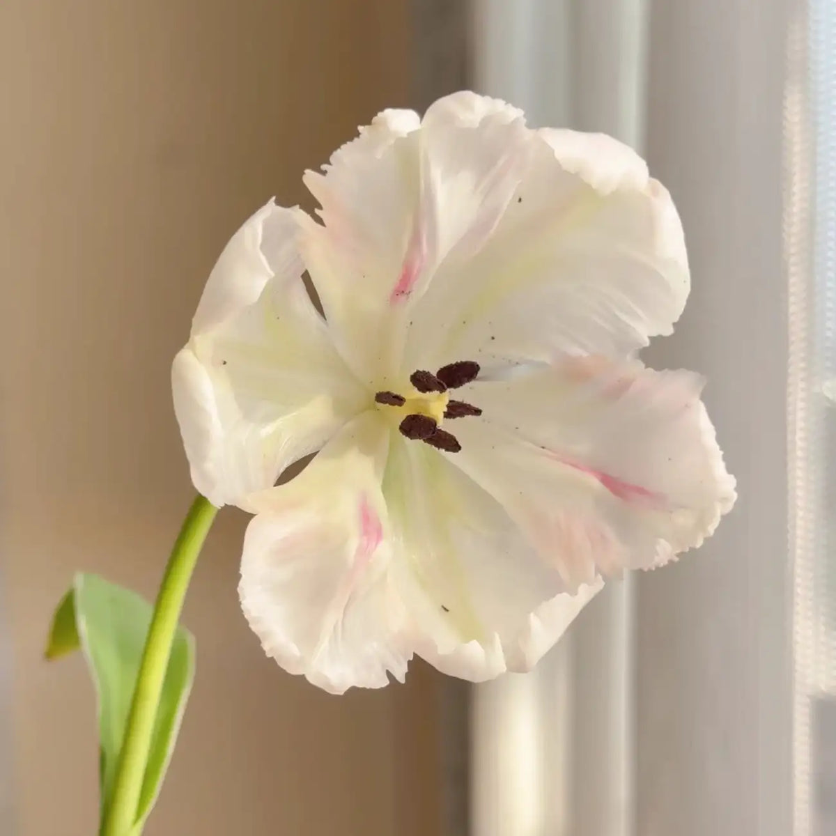 Tulip 'Silver Parrot' Seeds