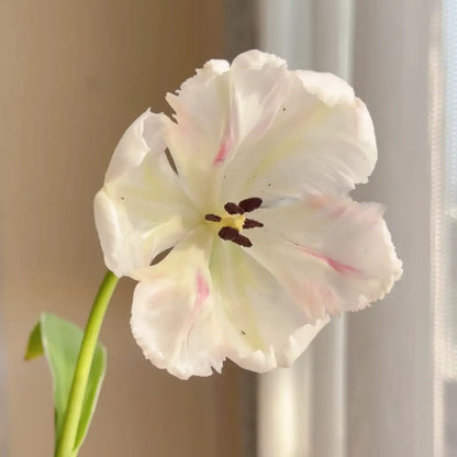 Tulip 'Silver Parrot' Seeds