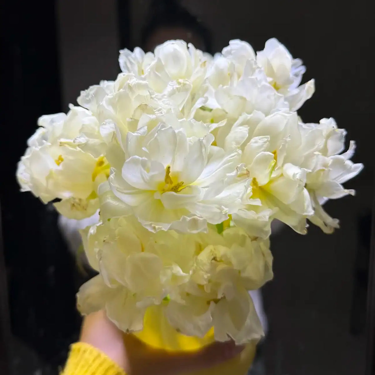 Tulip 'Snow Mochi' Seeds