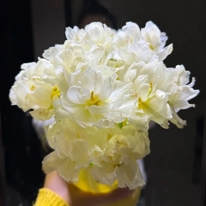 Tulip 'Snow Mochi' Seeds