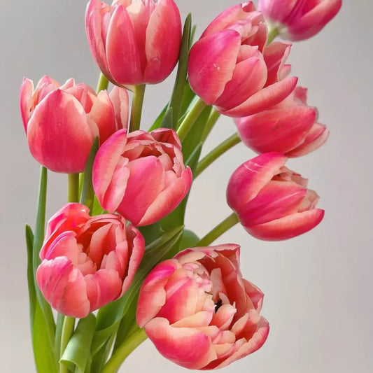 Tulip 'Strawberry Pancake' Seeds