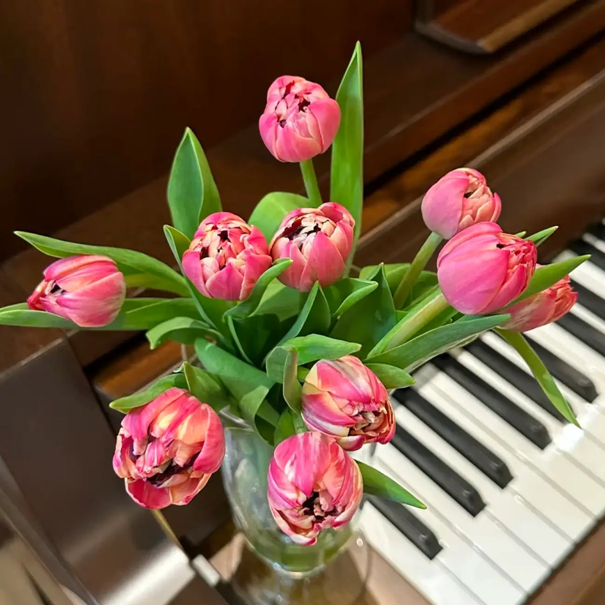 Tulip 'Strawberry Pancake' Seeds