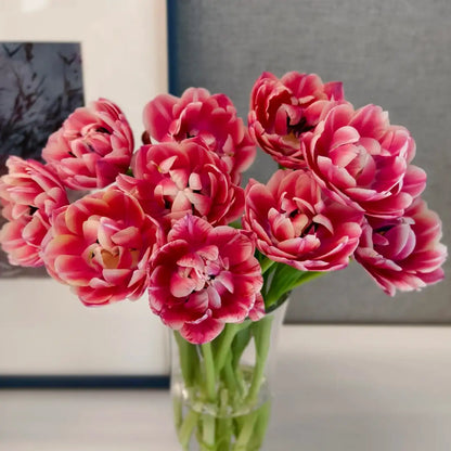 Tulip 'Strawberry Pancake' Seeds