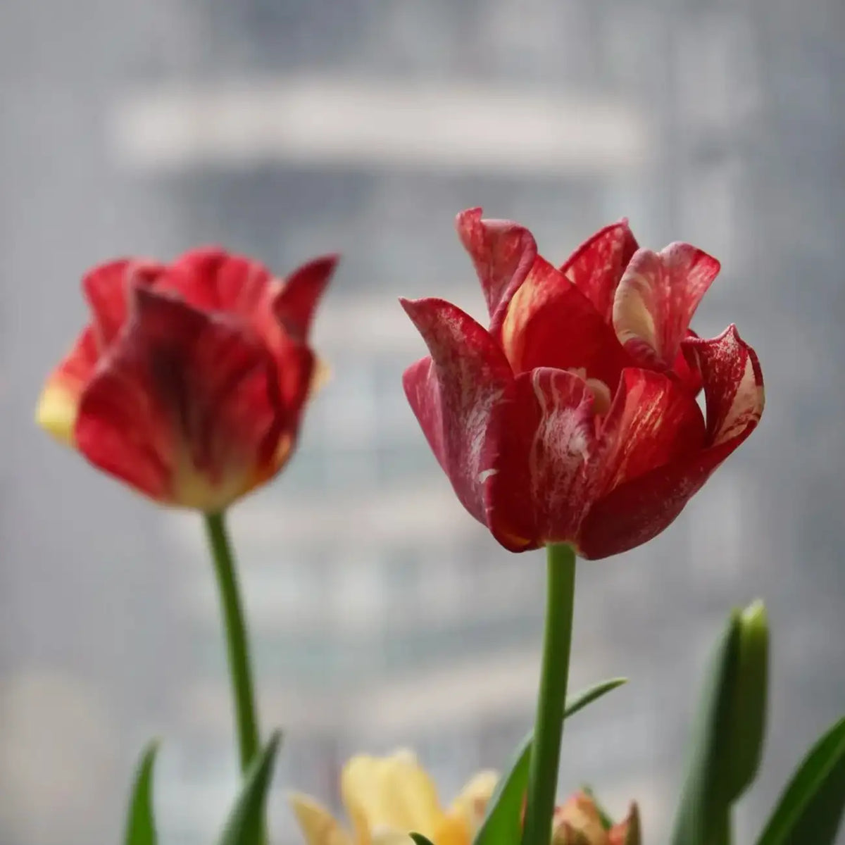 Tulip 'Striped Crown' Seeds