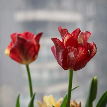 Tulip 'Striped Crown' Seeds