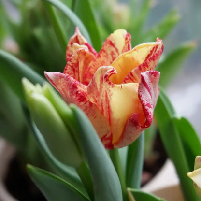 Tulip 'Striped Crown' Seeds