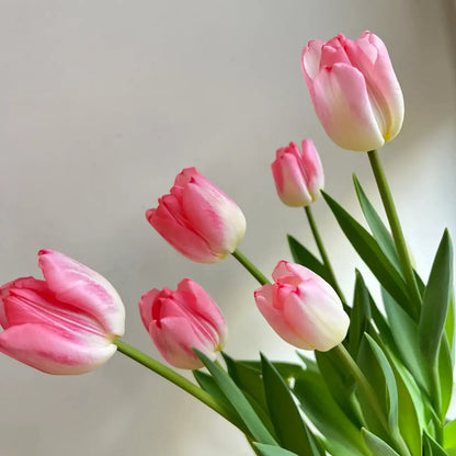 Tulip 'Super Model' Seeds