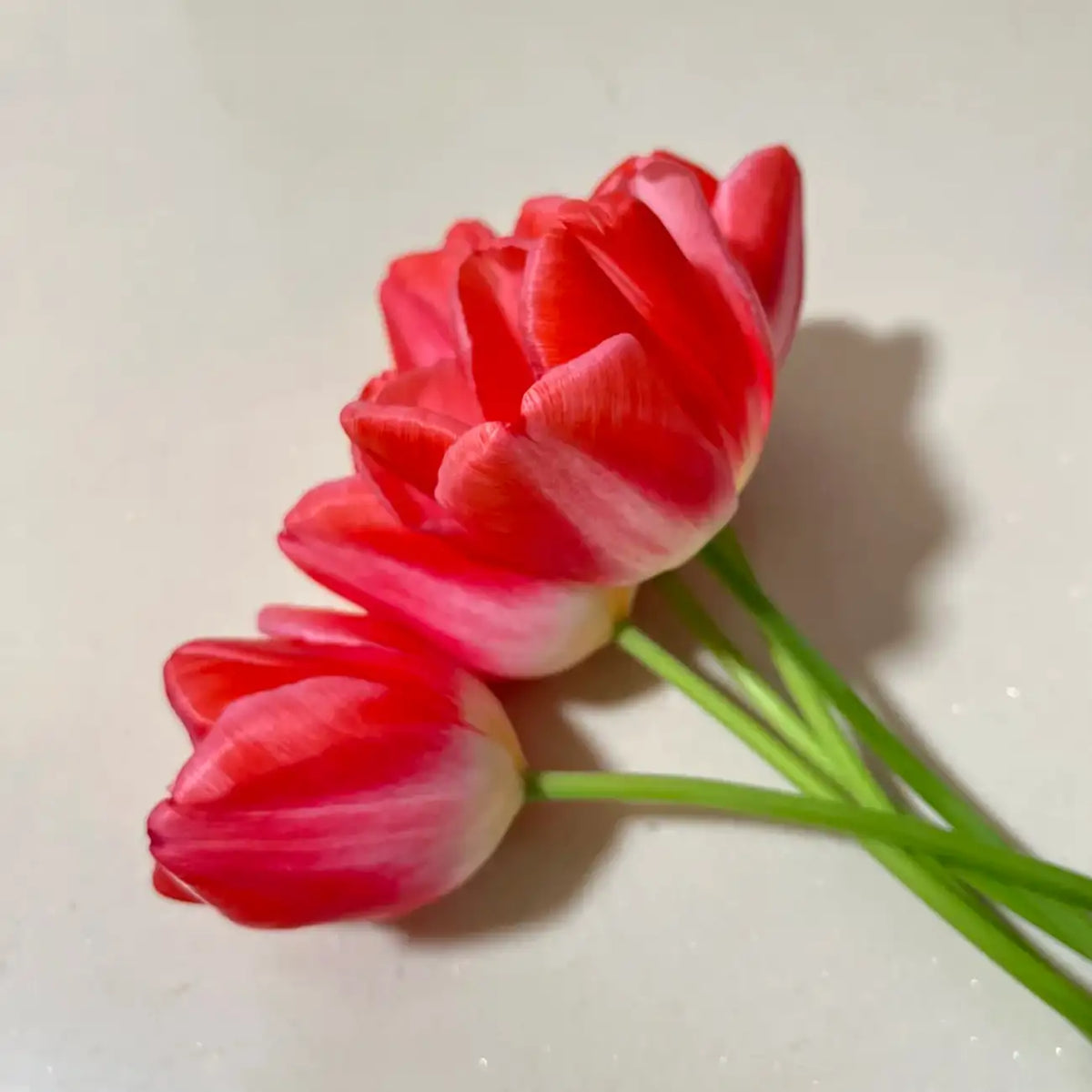 Tulip 'Super Model' Seeds