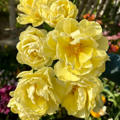 Tulip 'Vanguard' Seeds
