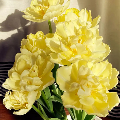 Tulip 'Vanguard' Seeds