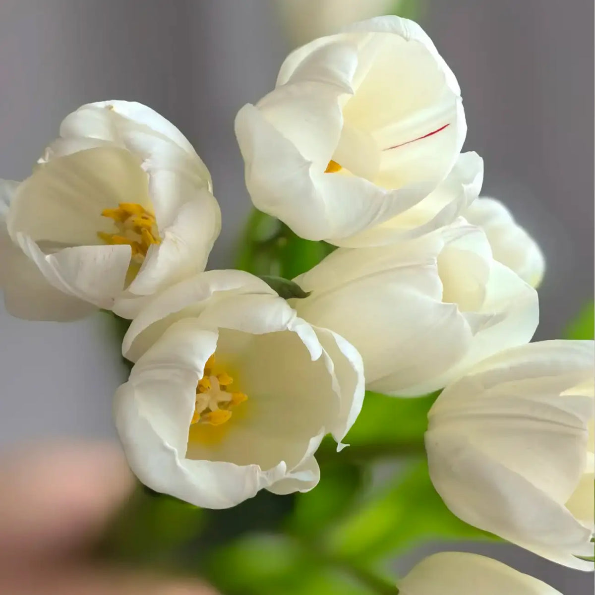 Tulip 'Virgin' Seeds