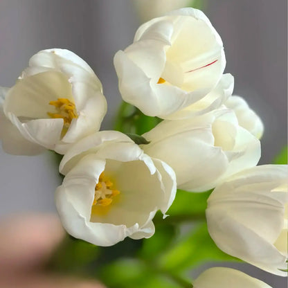 Tulip 'Virgin' Seeds