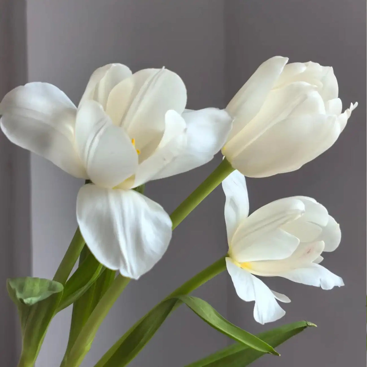 Tulip 'Virgin' Seeds