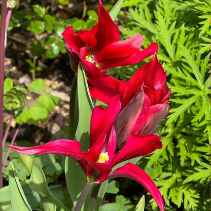 Tulipa 'Doll's Minuet' Seeds