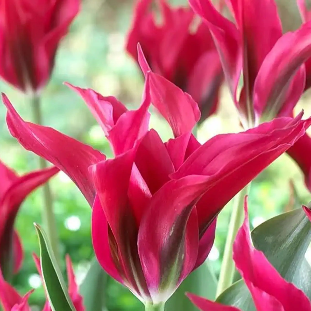 Tulipa 'Doll's Minuet' Seeds