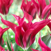Tulipa 'Doll's Minuet' Seeds