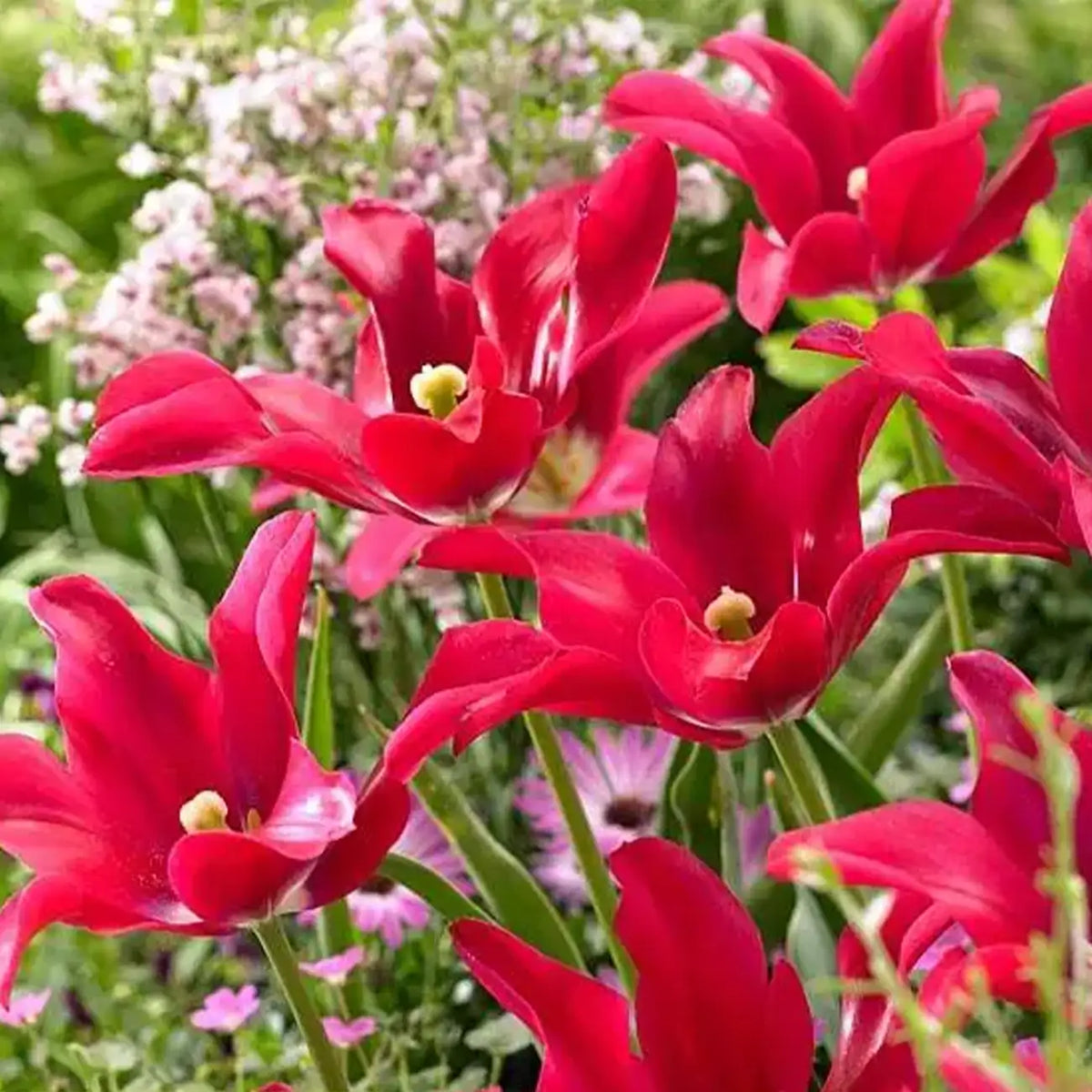 Tulipa 'Doll's Minuet' Seeds