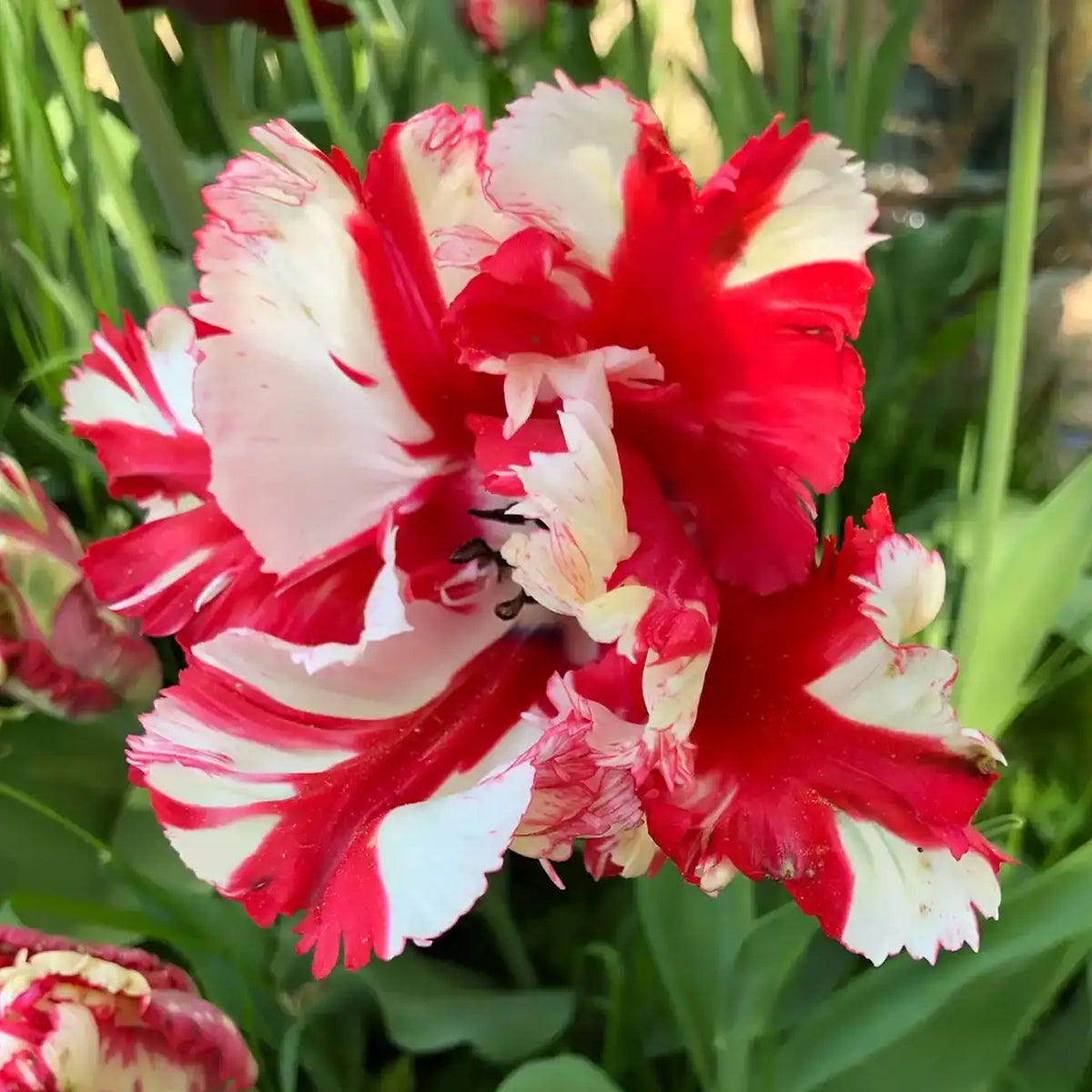 Tulipa 'Estella Rijnveld' Seeds