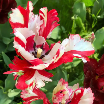 Tulipa 'Estella Rijnveld' Seeds